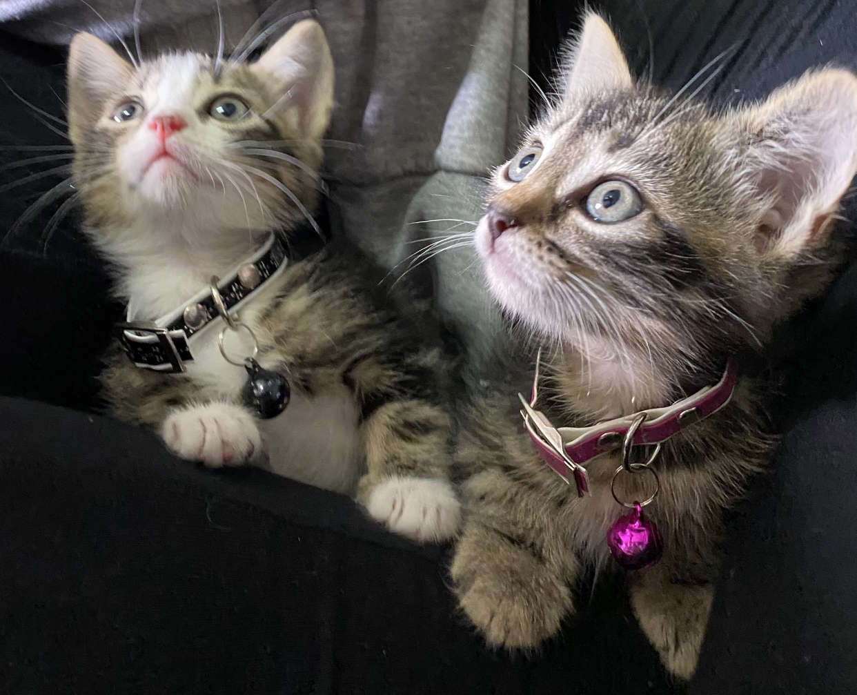 Kittens 7 weeks old cute and playful Pets, Cats & Kittens, I'm